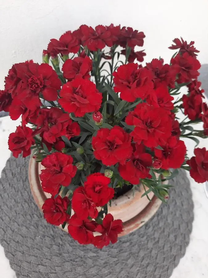 La Villa La Spezia Bed & Breakfast